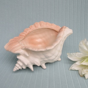 Vintage ceramic conch shell shaped planter floral arrangement holder white Sea Shell shaped footed Bowl dish wash cloth tea towel display