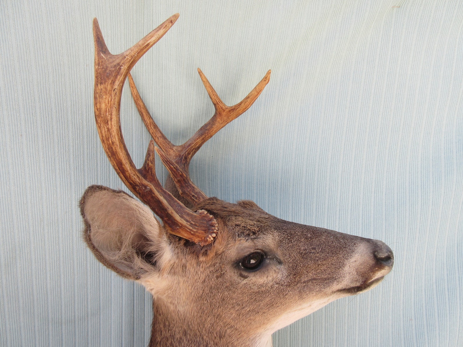 Vintage Whitetail Deer Head Antlers 7 Point Buck Taxidermy Etsy
