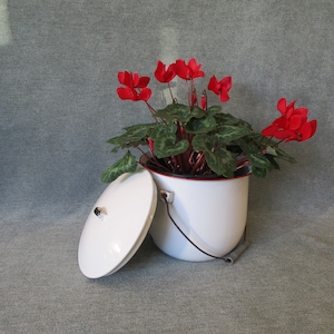 May include: A white enamel pot with a red rim and a matching lid, used as a planter for a red cyclamen plant with green leaves.