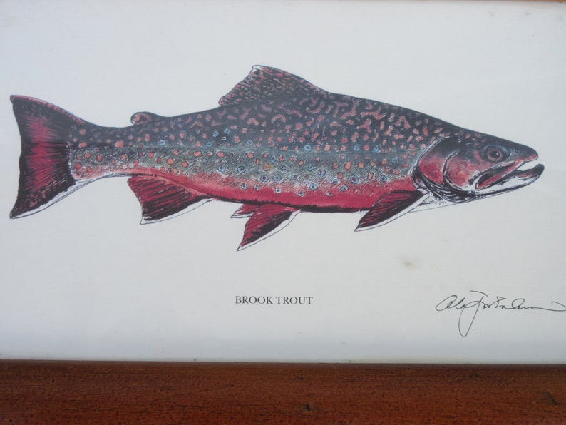 Set of three Vintage 11x7 framed freshwater fish trout prints pictures river lake fly fishing decor man cave reels baby boy/'s nursery room