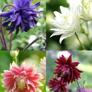 Mixed Barlow Columbine Flower Bulbs – 5 Roots Per Package - Attracts Butterflies & Hummingbirds, Deer Resistant Perennial, Great Cut Flowers