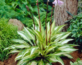 Cherry Berry Hosta - Premium No. 1 Size Root - Summer To Frost Perennial Blooms - Grows Great in Shade - Ships From The USA