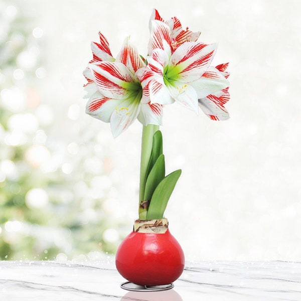 Candy Cane Waxed Amaryllis Amoice Flower Bulb with Stand, No Water Needed