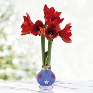 May include: Red amaryllis flowers in a blue and white bulb vase with stars. The vase is on a white surface.
