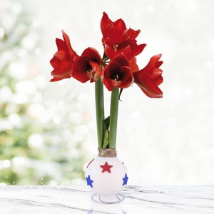 Liberty Waxed Amaryllis Flower Bulb with Stand, No Water Needed, Real Live Flowers - Just Needs Sunlight