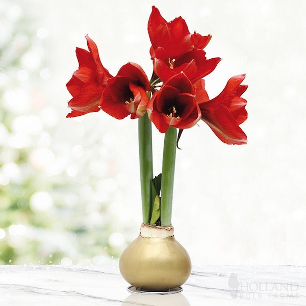 Gold Base Waxed Amaryllis Flower Bulb with Stand, No Water Needed, Blooms In 4-8 Weeks