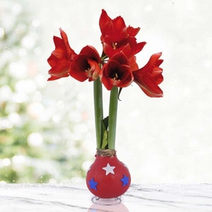May include: A red amaryllis plant with multiple blooms in a red and white ceramic pot with blue stars. The pot is on a white surface.