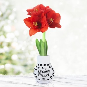 My Best Bud Sweater Amaryllis Flower Bulb with Stand, No Water Needed, Gift Ready