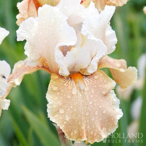 Champagne Elegance Reblooming Iris - Easy To Grow Flower Bulbs - 100% Grow Guarantee!