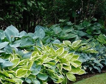 Mixed Hosta Value Bag - 6 Bareroot Plants