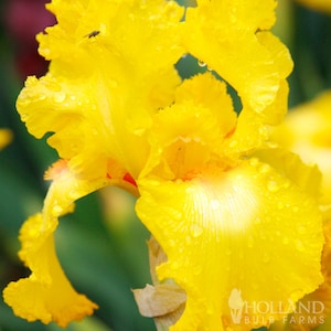 Bold Look Bearded Iris Flower Bulbs - Easy To Grow Bare Root Perennial - 100% Grow Guarantee