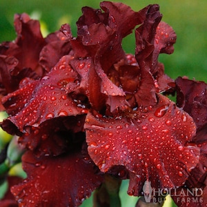 War Chief Bearded Iris Flower Bulbs - Easy To Grow Bare Root Perennial - 100% Grow Guarantee