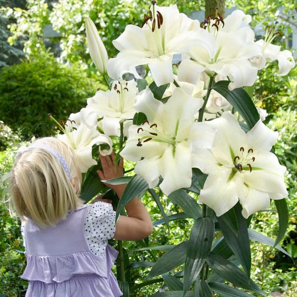 Pretty Woman Orienpet Lilies - (3 Bulbs Per Pack) - Freshly Dug Fragrant Lily Flower Bulbs, Large White Showy Blooms