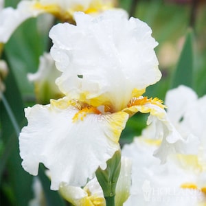 Goldkist Bearded Iris Flower Bulbs - Easy To Grow Bare Root Perennial - 100% Grow Guarantee