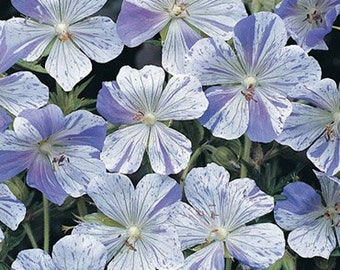 Splish Splash Cranesbill Flower Bulb - Color Blend - Perennializing Easy To Grow Favorite - Great For Container Planting - Blooms In Summer