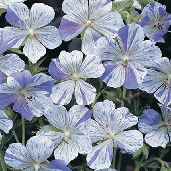 Splish Splash Cranesbill Flower Bulb - Color Blend - Perennializing Easy To Grow Favorite - Great For Container Planting - Blooms In Summer