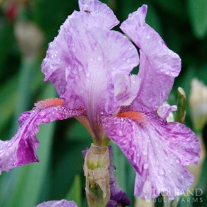 Mean Streak Bearded Iris - Easy To Grow Flower Bulbs - 100% Grow Guarantee!