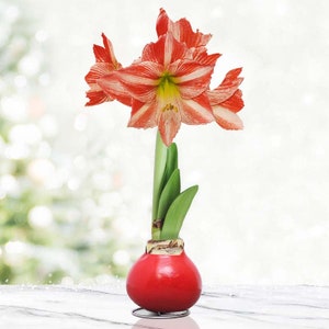 May include: A red amaryllis bulb in a red wax pot with a single bloom of red and white striped amaryllis flowers.