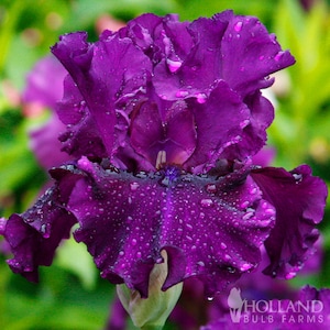 Standing Proud Bearded Iris Flower Bulbs - Easy To Grow Bare Root Perennial - 100% Grow Guarantee