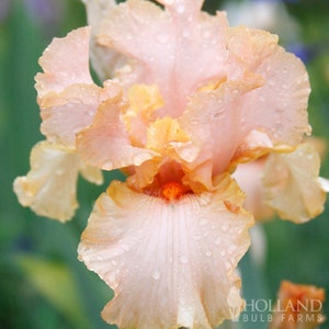 Beverly Sills Reblooming Bearded Iris Flower Bulbs - Easy To Grow Bare Root Perennial - 100% Grow Guarantee