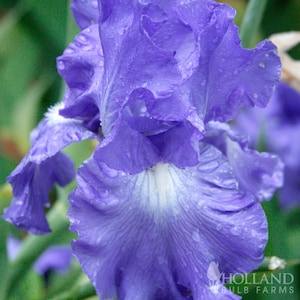 Victoria Falls Reblooming Bearded Iris Flower Bulbs - Easy To Grow Bare Root Perennial - 100% Grow Guarantee