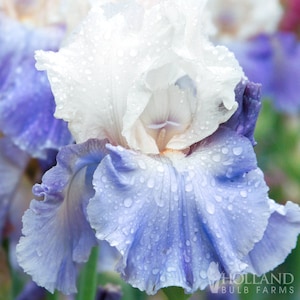 Stairway to Heaven Bearded Iris Flower Bulbs - Easy To Grow Bare Root Perennial - 100% Grow Guarantee