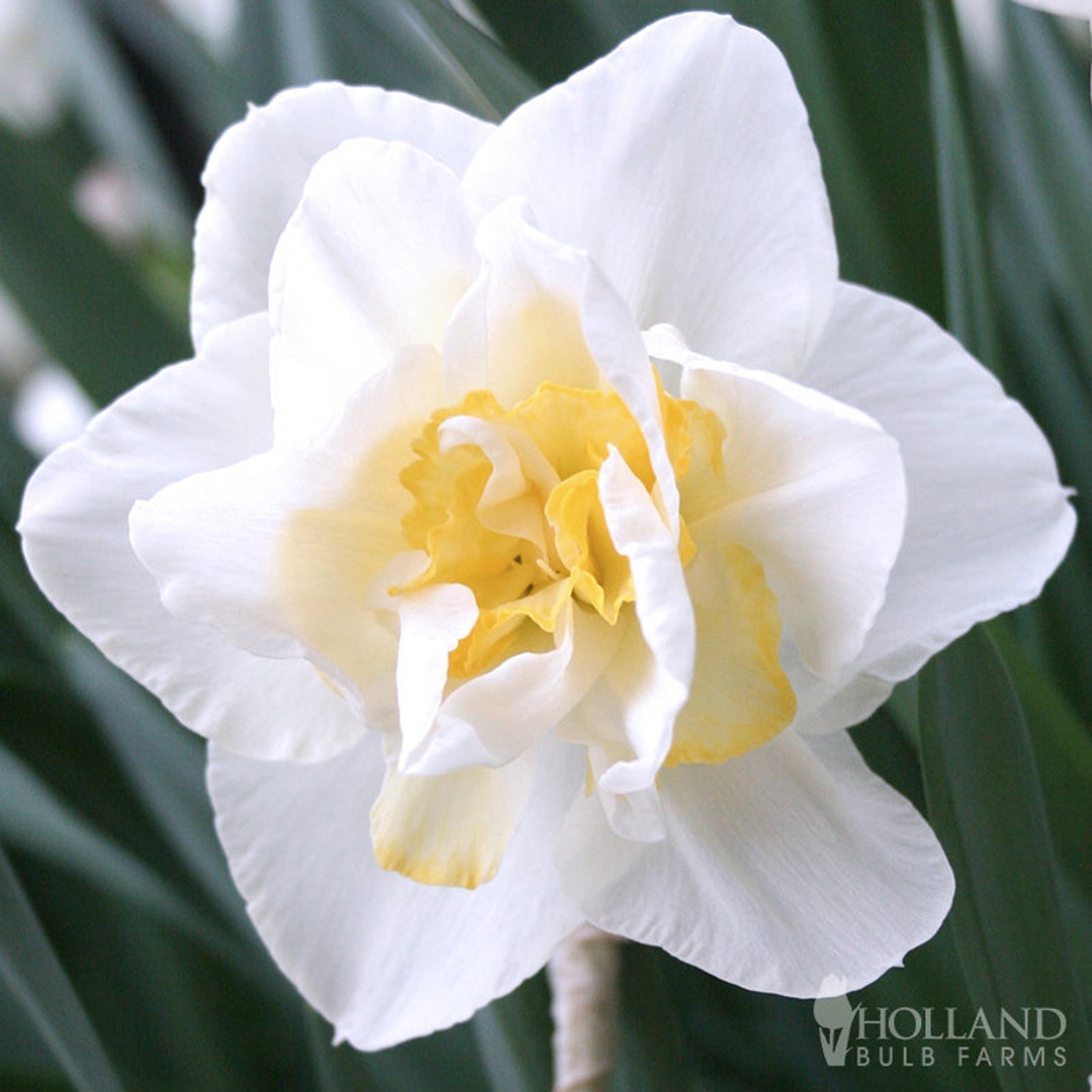 Gigantic Star Daffodil, Holland Bulb Farms