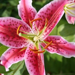 Stargazer Lily Flower Bulbs - Jumbo Pack of 10 Bulbs - Perennializing Flowers