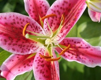 Stargazer Lily Flower Bulbs - Jumbo Pack of 10 Bulbs - Perennializing Flowers