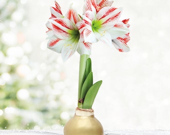 Gingerbread Amoice Waxed Amaryllis Flower Bulb with Stand, No Water Needed
