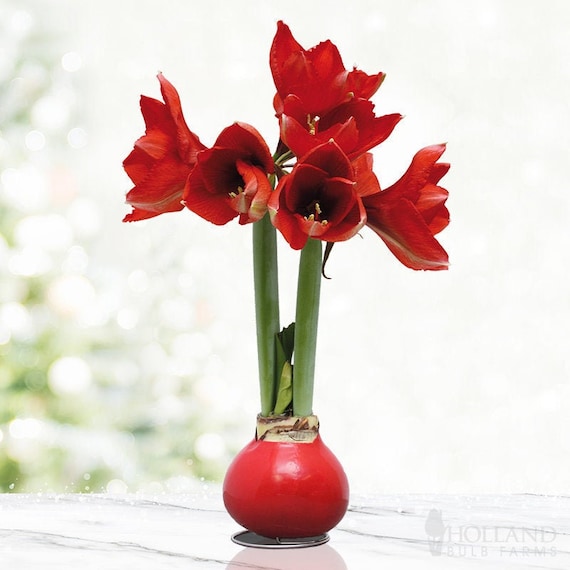 Red Waxed Amaryllis Bulb With Stand, No Water Needed, Easy Indoor Flower  Gift, Blooms in 48 Weeks - Etsy