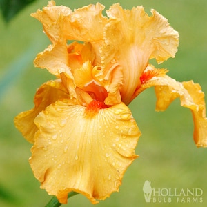 Avalon Sunset Bearded Iris Flower Bulbs - Easy To Grow Bare Root Perennial - 100% Grow Guarantee