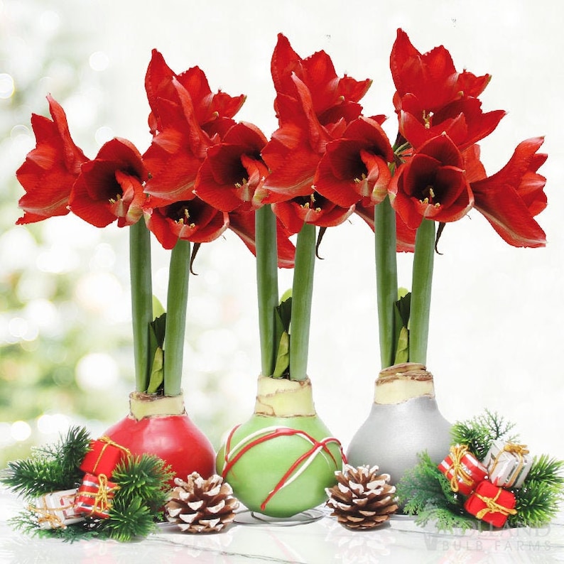 Holiday Waxed Amaryllis Flower Bulb Collection With Stand No Etsy