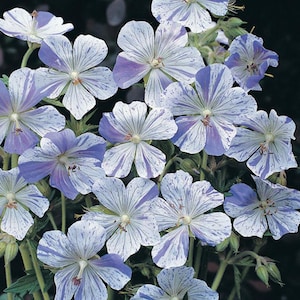 May include: A cluster of blue and white striped geranium flowers with white speckles. The flowers are in full bloom and have a delicate, ruffled appearance.