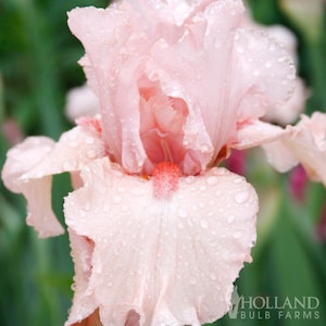 Lotus Land Bearded Iris Flower Bulbs - Easy To Grow Bare Root Perennial - 100% Grow Guarantee