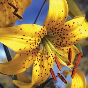 Pearl Jennifer Tiger Lily Flower Bulbs - 3 Bulbs Per Package - Yellow Flower Perennials - Attracts Pollinators - Good as Cut Flowers