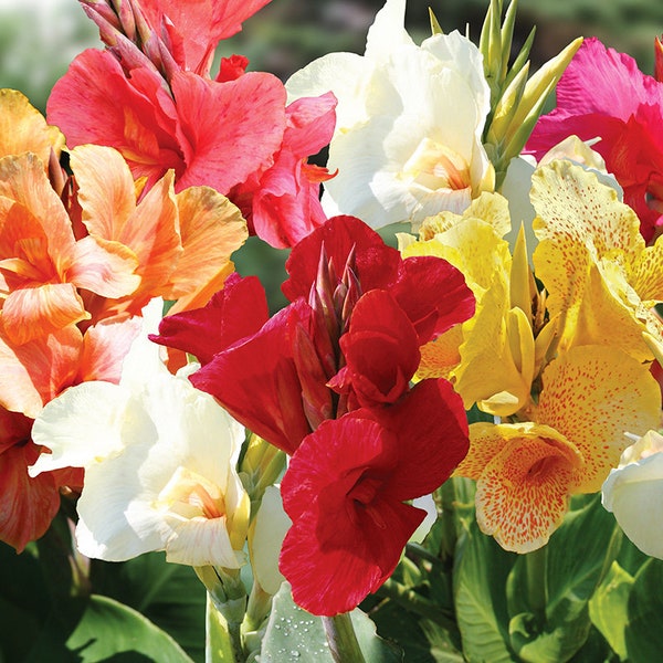 Mixed Tall Canna Flower Bulb Value Bag - 12 Flower Bulbs Per Pack - Color Mix of Multiple Canna Lilies - Tropical Easy To Grow Flower Bulbs