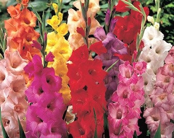 Mixed Gladiolus Flower Bulb Super Pack - 60 Flower Bulbs Per Pack - Attract Butterflies & Great as Cut Flowers - Easy To Grow and Plant