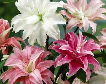 Mixed Double Oriental Lily Flower Bulbs - 3 Bulbs Per Package - Fragrant & Easy To Grow Perennial Lilies - Great as Cut Flower Arrangements