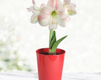 Premium Charming Amaryllis Gift Kit | Contains Decorative Red Container, Bulb & Soil Disc