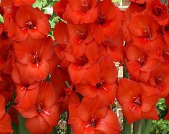 Red Gladiolus Flower Bulb Value Bag - 30 Bulbs Per Pack - Attract Butterflies & Great as Cut Flowers - Easy To Grow Flower Bulbs