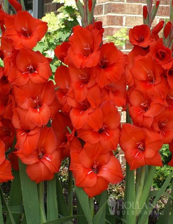 Bolsa de valor de bulbo de flor de gladiolo rojo 30 bulbos México