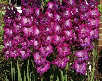 Purple Gladiolus Flower Bulb Value Bag - 30 Bulbs Per Pack - Attract Pollinators & Great as Cut Flowers - Easy To Grow Spring Flower Bulbs