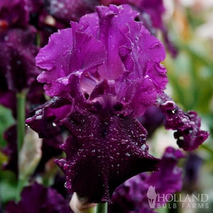 Plum Fun Bearded Iris Flower Bulbs - Easy To Grow Bare Root Perennial - 100% Grow Guarantee