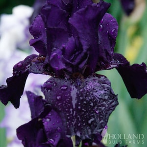 Anvil of Darkness Bearded Iris Flower Bulbs - Easy To Grow Bare Root Perennial - 100% Grow Guarantee