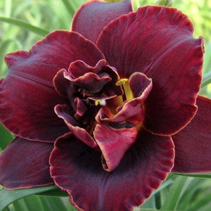 Night Embers Daylily Flower Bulb - Attracts Hummingbirds & Butterflies - Easy To Grow Naturalizing Perennial - Summer To Frost Blooms