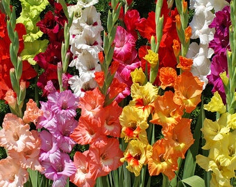 Mixed Gladiolus Value Bag - 30 Flower Bulbs Per Pack