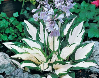 Fire and Ice Hosta - Premium No. 1 Size Root - Summer To Frost Perennial Blooms - Grows Great in Shade - Ships From The USA