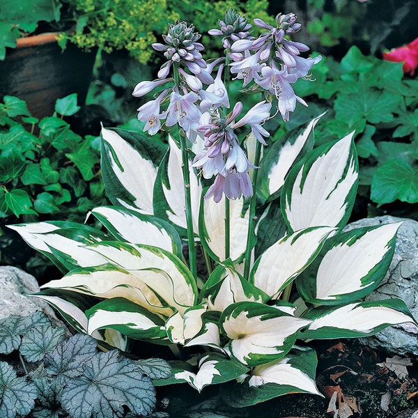 Fire and Ice Hosta - Premium No. 1 Size Root - Summer To Frost Perennial Blooms - Grows Great in Shade - Ships From The USA
