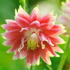 May include: A close-up of a pink and white columbine flower with a yellow center. The flower has many petals and is in full bloom.